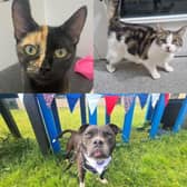 Here are 9 Cats and Dogs looking for a new home this month.
