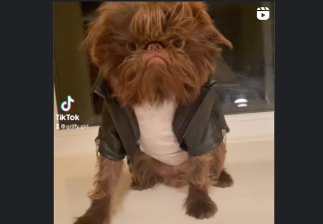 Proshka, who looks like Gizmo from Gremlins,  now has a world wide following on the back of pictures posted on social media by his owner. Pictures: Stefani Doherty / https://www.instagram.com/griffy.girl/