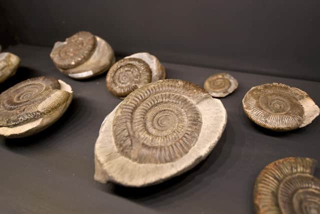 Part of the collection of fossils at Yorkshire Natural History Museum on Holme Lane in Malin Bridge, Sheffield, which has grown massively since it opened in August 2022.