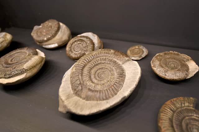 Part of the collection of fossils at Natural Sciences Museum on Holme Lane in Malin Bridge, Sheffield, which has grown massively since it opened in August 2022.