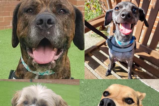 These are the rescue dogs currently up for adoption and fostering at Thornberry Animal Sanctuary near Sheffield.