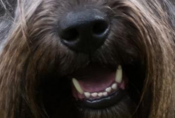 This breed is famously loyal.