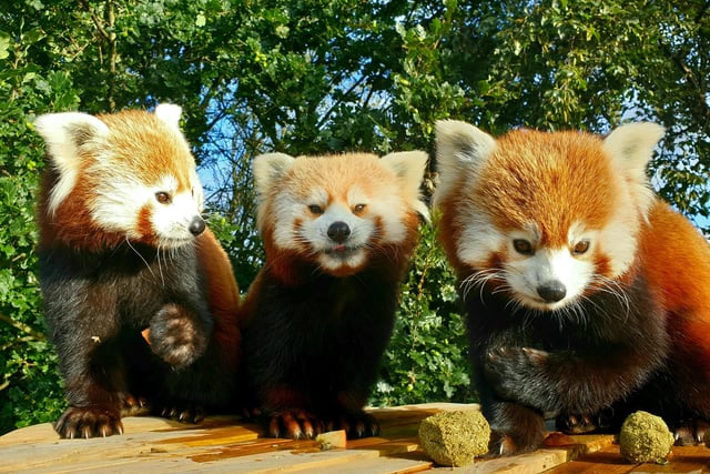 The Three As – Alice, Ariel and Aurora – made a stunning sight at the Himalayan Pass in September. The Red Panda sisters, born in June 2019, have favourtie spots to sleep high up in the reserve’s trees but they also love visitors. The species is, despite their name, most closely related to Weasels and Racoons.
