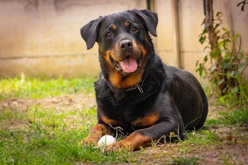 The Rottweiler proved to be Colombia's favourite pooch.