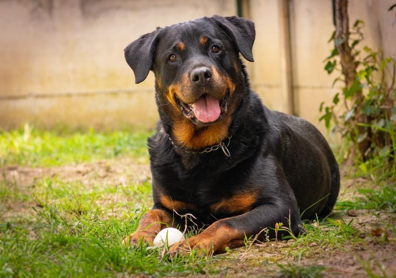 The Rottweiler proved to be Colombia's favourite pooch.