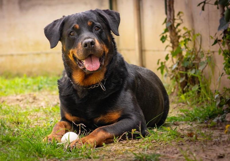 The Rottweiler proved to be Colombia's favourite pooch.