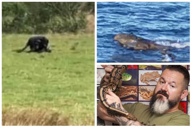 Big cats, snakes, crocodiles – they are all being sighted close to home, with a series of reports in and around Sheffield and Yorkshire