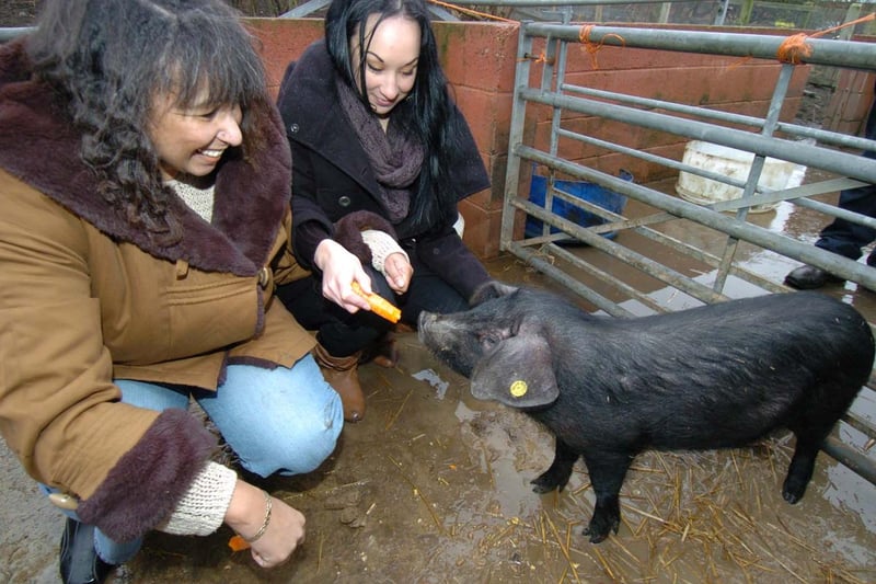 Shirley Mason and her daughter, Tabitha with Tabitha the pig at Heeley City Farm in January 2010 - they won a competition to name the pig