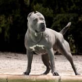 Sheffield Labour has tabled a motion calling on the government to ban American XL bully dogs following recent attacks.