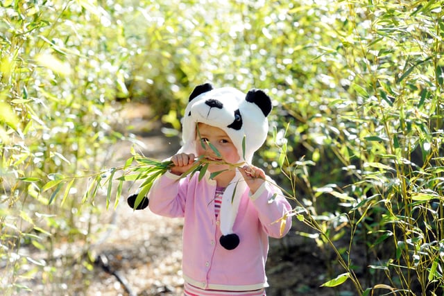 A new bamboo plantation by the panda enclosure which will make up 1% of the pandas bamboo intake a year.  They plan on developing this plantation further.  Pictured in the bamboo plantation is Eva (3), daughter of the zoo gardens manager - Simon Jones