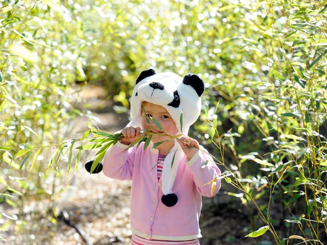 A new bamboo plantation by the panda enclosure which will make up 1% of the pandas bamboo intake a year. They plan on developing this plantation further. Pictured in the bamboo plantation is Eva (3), daughter of the zoo gardens manager - Simon Jones