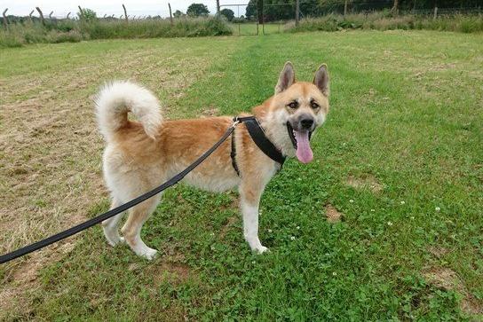 Teddy is a terrific boy who ended up with the RSPCA after an unfortunate change in circumstances. He is super handsome, enjoys being pampered and is happiest when he is whizzing around playing with plenty of different toys or having a quiet walk.