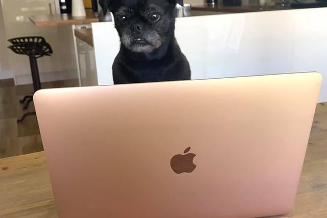Michaela Hayward shared this photo of her dog Alfie getting into the working from home spirit.
