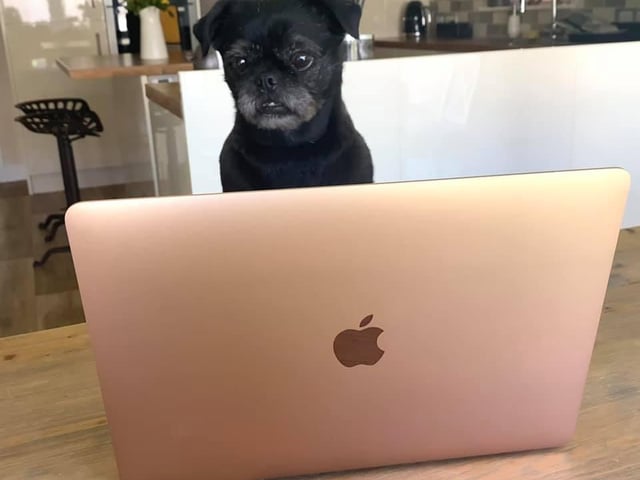 Michaela Hayward shared this photo of her dog Alfie getting into the working from home spirit.