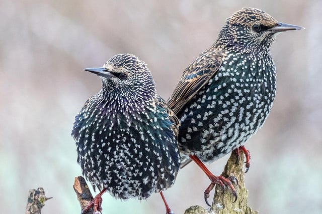 ‘Double Trouble’ ….  Almost looking angelic, innocent even, these two very colourful Starlings were about to cause havoc around our bird feeder which was set up to encourage more appreciative birds during the recent  bad weather.
