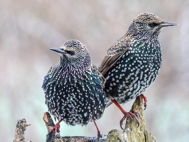 ‘Double Trouble’ …. Almost looking angelic, innocent even, these two very colourful Starlings were about to cause havoc around our bird feeder which was set up to encourage more appreciative birds during the recent bad weather.