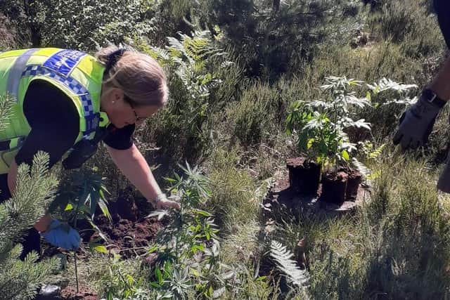 Police and officers from the Wildlife Tust discovered the cannabis set up in Grenoside Woods