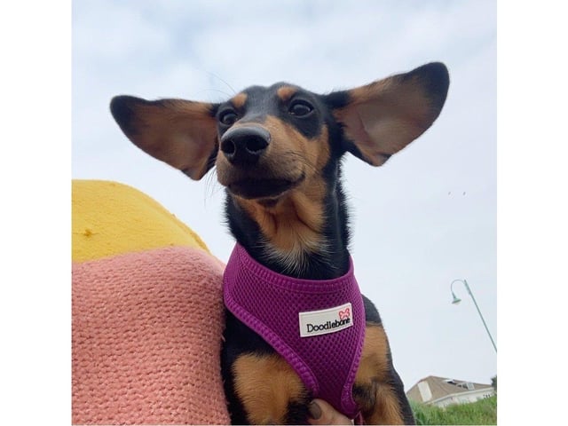 First place went to Slinky, sponsored by Sammy's Perfect Pets