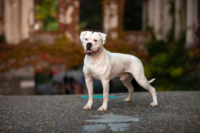 Larger and leaner than their English cousins, American bulldogs were reported stolen 45 times. Of these, 39 were purebreds and six were crosses.
