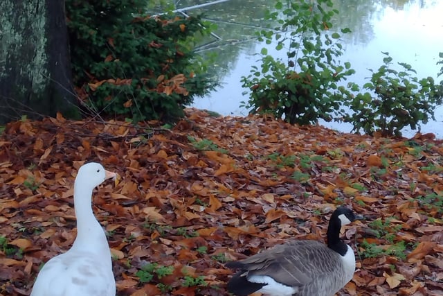 Autumnal geese taken by Catherine Langan