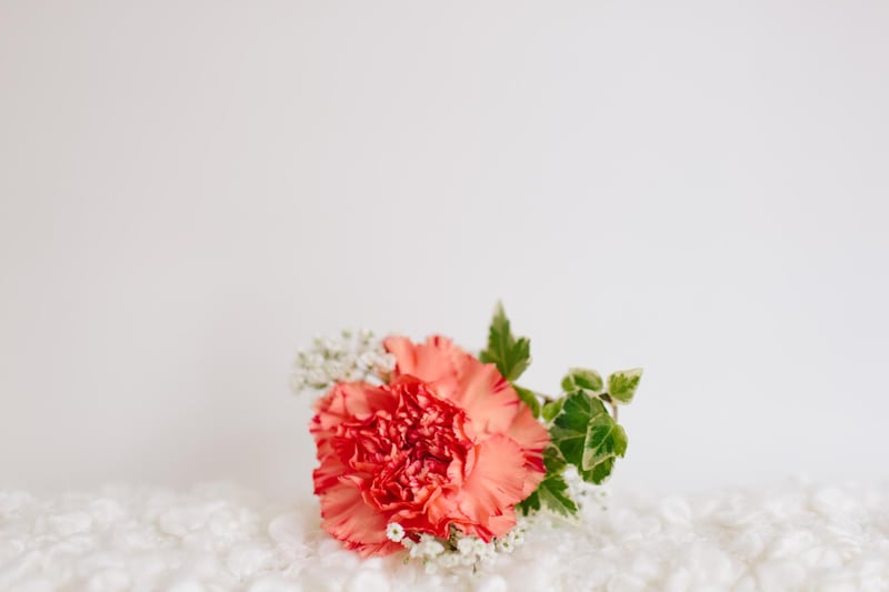 Look no further than a carnation if you want to appeal to a Sagittarius. This common wedding flower appeals to their romantic side whilst also channelling their strength.