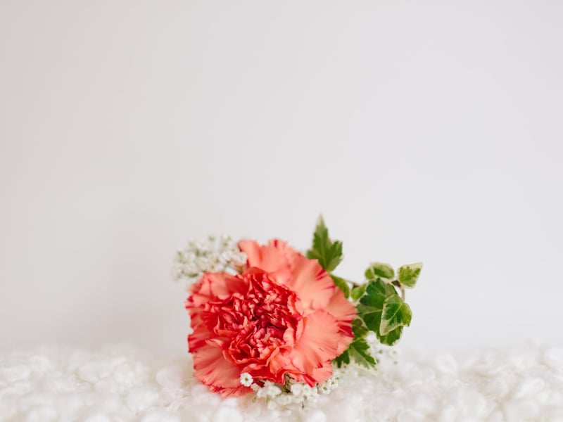 Look no further than a carnation if you want to appeal to a Sagittarius. This common wedding flower appeals to their romantic side whilst also channelling their strength.
