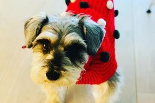 This three-legged miniature schnauzer is all dressed up for the festivites