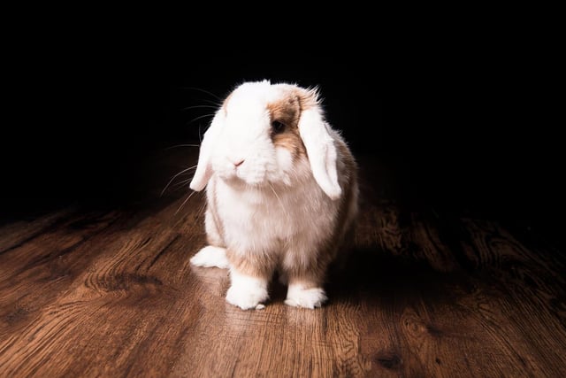 Jasper is a Mini Lop rabbit. Shared by Claire J Wilkinson.