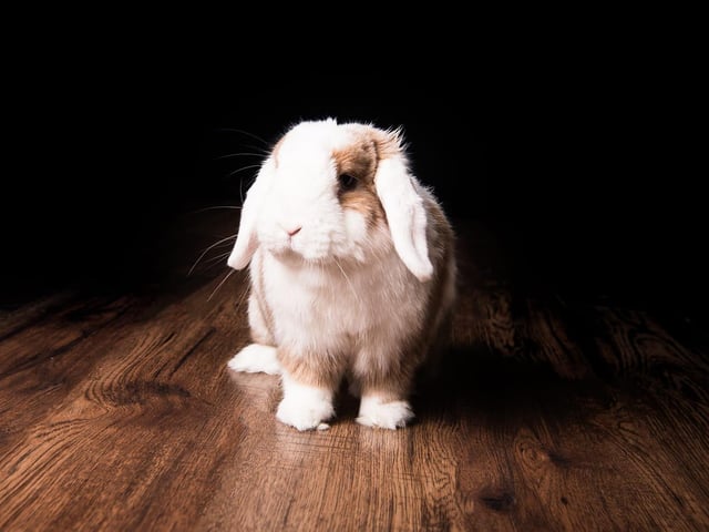 Jasper is a Mini Lop rabbit. Shared by Claire J Wilkinson.