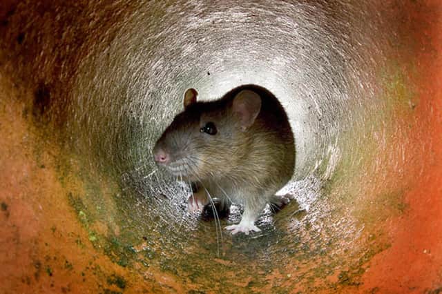 A rat in a pipe  (Photo credit should read /AFP via Getty Images)