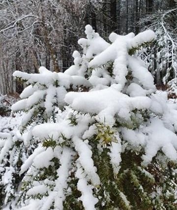 Heavy snow on a Mansfield tree