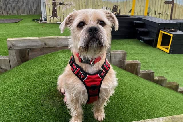 Biscuit needs someone to give him time and not ask too much of him socially with people, though dogs he is always keen to have a friendly chat with.