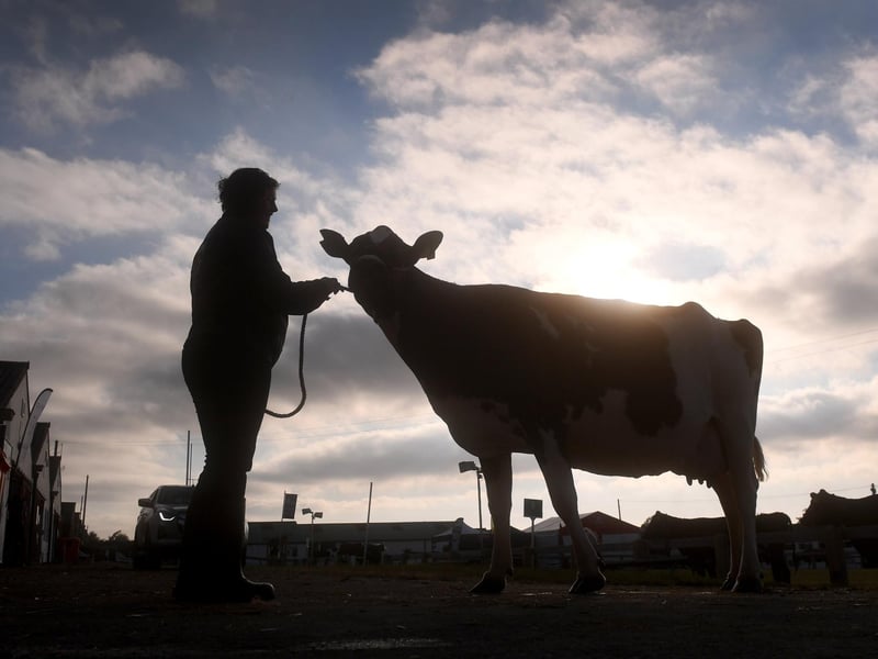 The early morning sun was shining over day one of the Great Yorkshire Show.