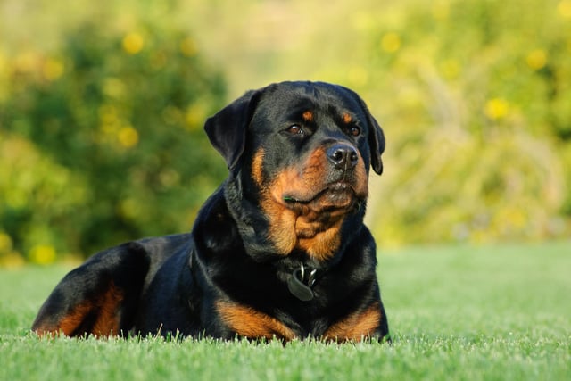 The Rottweiler has great strength, but is a gentle playmate and protector within the family circle, and is a very smart pooch (Photo: Shutterstock)
