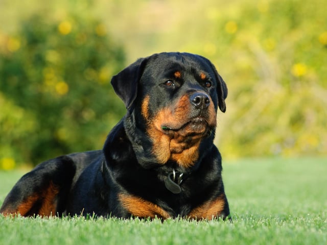 The Rottweiler has great strength, but is a gentle playmate and protector within the family circle, and is a very smart pooch (Photo: Shutterstock)