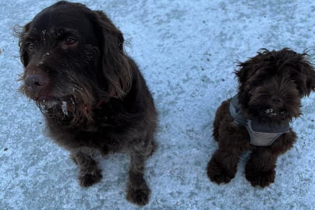 Beautiful dogs Sam and his wee sister Tess were out for an icy stroll in the capital this morning.