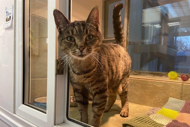 Stevie is a lovable and friendly cat, looking for somewhere where he can explore but then cuddle up to his new humans.