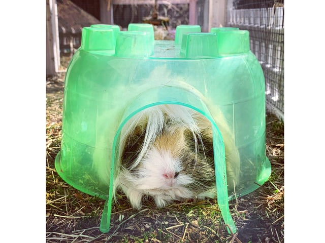 Penelope self-isolates in her igloo. She's not ill, she just wants some peace and quiet!