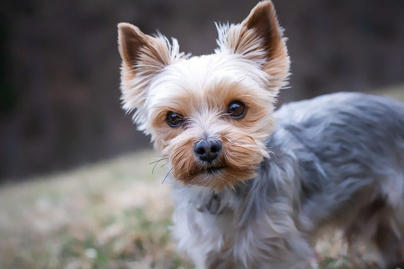 Yorkshire terriers appeared 43 times, 38 times as purebreds and five as crosses. Police officers frequently wrote just ‘terrier’ however, which could not be assigned to a particular breed.