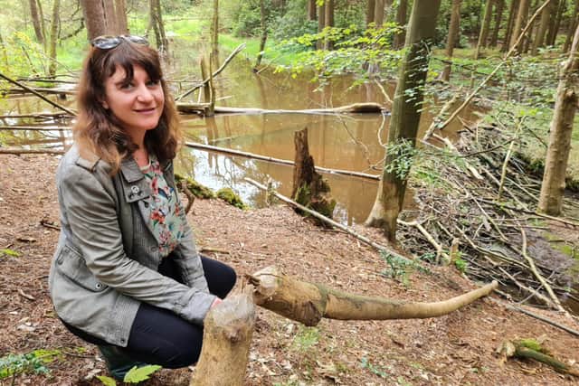 Sheffield councillor Marieanne Elliot looking at beaver dams on a visit to North Yorkshire in 2023 - the approval of new research means Sheffield is now a step closer to seeing beavers in the city again. Picture: Sheffield Greens