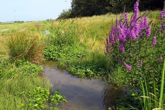 SUDS pond at Pipworth with summer flowers