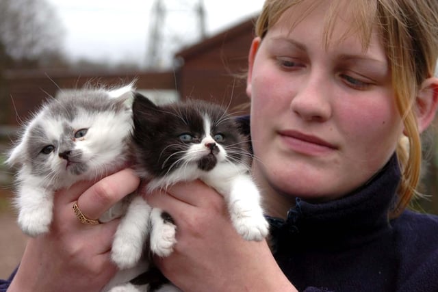 Lindsay Holmes with abandoned five-week-old kittens which were cared for at the RSCPA centre in Chesterfield in December 2007.