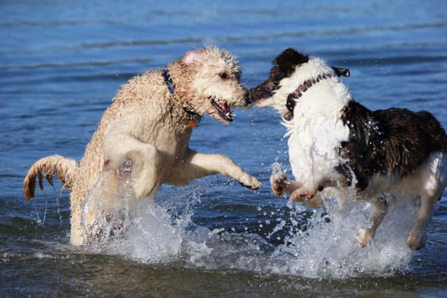 Dogs at play.  (Photo by Bruce Bennett/Getty Images)