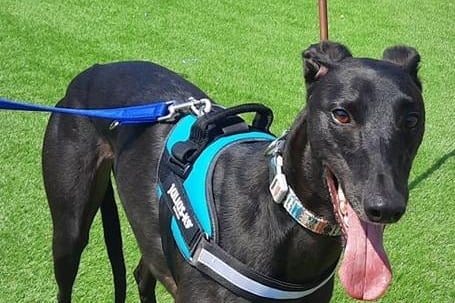 Timmy is a four-year-old greyhound.
He has really come out of his shell after first arriving at Thornberry and is very excited to find his new home. 
He is an ex-racing greyhound who still has plenty to learn about 'home life'.
Timmy walks lovely on a lead and is happy to explore the outdoors. A garden is essential for his adoption. 
Timmy could potentially live with another dog dependent on a successful dog introduction.