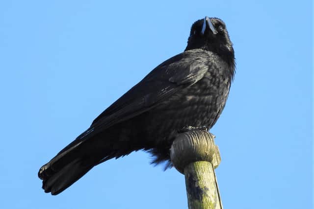A carrion crow on the lookout