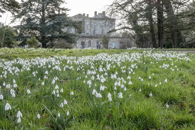 A blanket of snowdrops with a backdrop of Howick Hall.