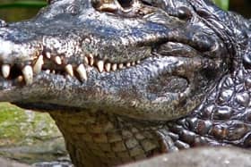 A resident said he spotted a crocodile at a Yorkshire nature reserve