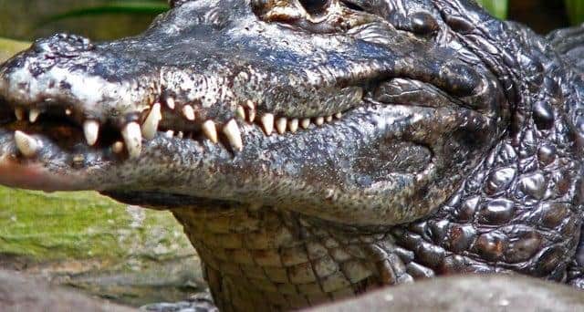 A resident said he spotted a crocodile at a Yorkshire nature reserve