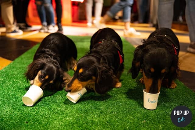 Dogs will be able to enjoy unlimited treats