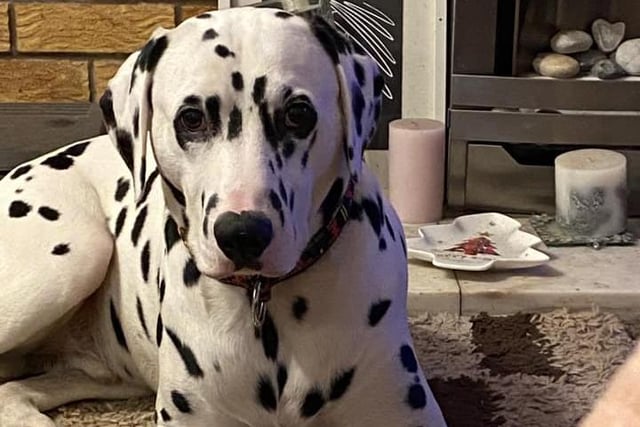 Who needs another 100 dalmatians when you have one as handsome as Eric?